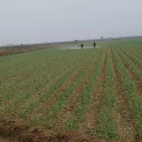 سم پاشی|عمده‌فروشی|پارس‌آباد, |دیوار