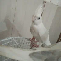 یک جفت عروس هلندی