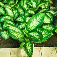 دیفن باخیا ،گل وگیاه طبیعی|گل و گیاه طبیعی|مشهد, خلق آباد سفلی|دیوار