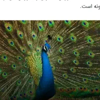 تخم طاووس هندی