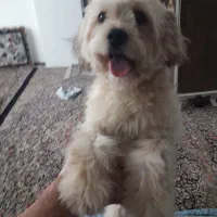 پودل میکس ۱۱ماهه