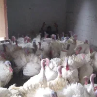 بوقلمون زنده