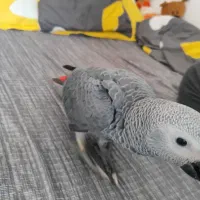 جوجه کاسکو|پرنده|اصفهان, باغ زرشک|دیوار