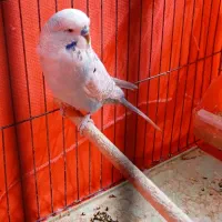 مرغ عشق انگلیسی|پرنده|شاهینشهر, خبرنگار|دیوار