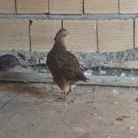 پرنده|پرنده|یاسوج, |دیوار