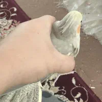 جفت عروس هلندی مولد همراه جوجه|پرنده|فردیس, شهرک هفده شهریور|دیوار