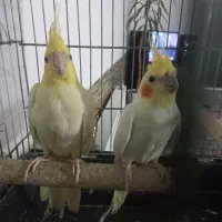 جفت عروس هلندی فقط۱/۴۰۰ تومن