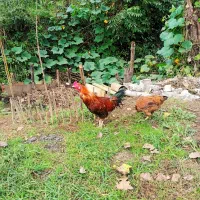 مرغ و خروس لاری|حیوانات مزرعه|رشت, لاکان شهر|دیوار