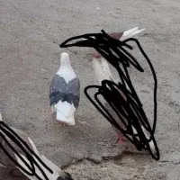 کبوتر فروشی و معاوضه با طوقی|پرنده|دره شهر, |دیوار