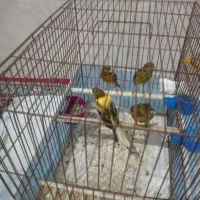 3عدد قناری   جوان|پرنده|شیراز, پودنک|دیوار
