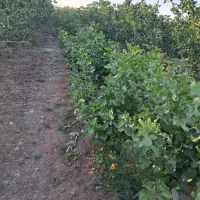 پیوند احمداقای