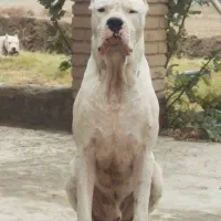 توله داگو یا دوگو آرژانتینو