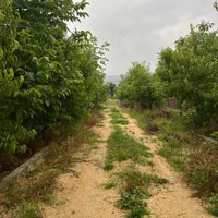 ۱۷ هزار متر باغ سند تک برگ ۳۹۰ متر آن داخل بافت|فروش زمین و ملک کلنگی|پل سفید, |دیوار