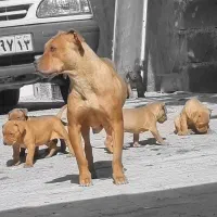 پیبول اصل وارداتی توله۳۰ روزسن‌نژاد پیت‌بول|سگ|اصفهان, بهارستان|دیوار