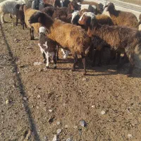 میش آبستن و زاییده