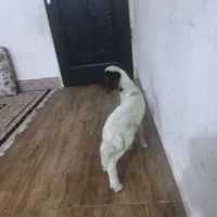 بره شیری نازار