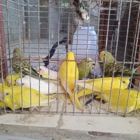 مرغ عشق وعروس هلندی