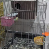 مررغ عشق سالم در حال جفت گیری