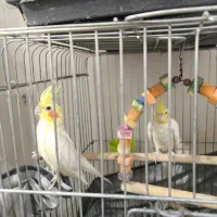 عروس هلندی|پرنده|قدس, شهر‌قدس|دیوار