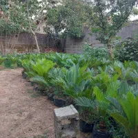 200 عددسیکاس از چهار ساله تا 25ساله تعداد بالا|گل و گیاه طبیعی|صومعه‌سرا, |دیوار