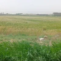 3200 متر زمین کشاورزی در محمد آباد قرچک