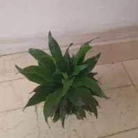 گل و گیاه، گل کامپکت فقط ۷۰ تومن