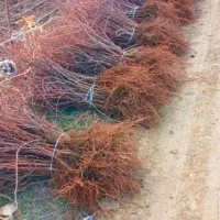 نشاء توتفرنگی ریشە لخت پاروس و نهال انگور|خدمات باغبانی و درختکاری|مریوان, |دیوار