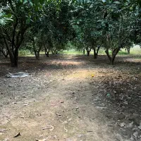 ۲۴۵۰ متر باغ مرکبات مرتب ۱۰۰ متری آسفالت