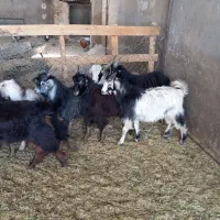 گوسفندزنده همراه باقصاب|حیوانات مزرعه|پاکدشت, پاکدشت (مامازند)|دیوار