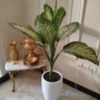 گل و گیاه