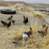 یازده مرغ چاق محلی ، هرکدوم350|حیوانات مزرعه|کوهدشت, |دیوار