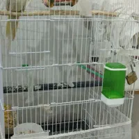 عروس هلندی لوتینو گل باقالی|پرنده|مشهد, شهید علی محمدی|دیوار