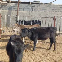 گوساله‌ماده‌تلیسه‌گاو‌گیلک‌سبک