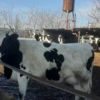 فروش تلیسه پابه ماه