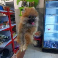 منشی و دستیار دامپزشکی