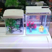 بارجدیدماهی ولوازم درآکواریوم ونوس رسید|ماهی|زنجان, |دیوار