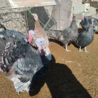 بوقلمون نر و ماده|حیوانات مزرعه|یزد, |دیوار