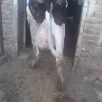 گاو هلشتاین شیری