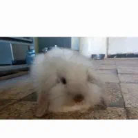 خرگوش لپ ترکیش