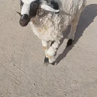 گوسفند ، بره نر ، قوچ