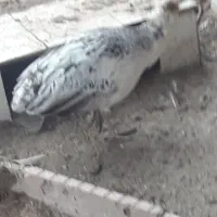 ۳ عدد طاووس فرار کرده است