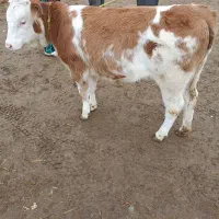 فروش انواع گوساله