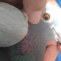 سبز دم سفید آلمانی