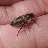 ملکه کارنیکا