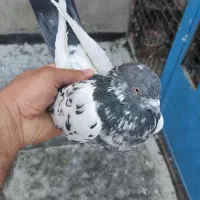 کبوتر پاکستانی
