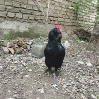 مرغ مرند قره سی و مرغ ژاپنی