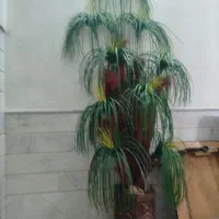 درخت نخل