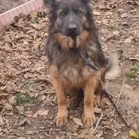 یک ژرمن زیبای مینیاتوری|سگ|ماهدشت, |دیوار