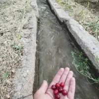 آبیاری هرس و نگهبانی میوه جات (سانیج)