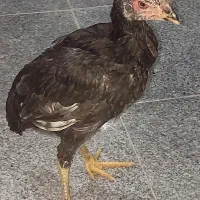 مرغ و خروس لاری